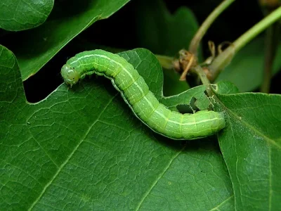 Orthosia (Semiophora) gothica