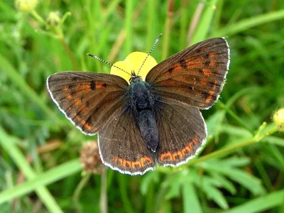 Lycaena (Thersamolycaena) alciphron