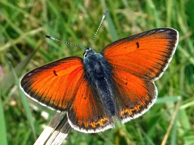 Lycaena (Heodes) hippothoe