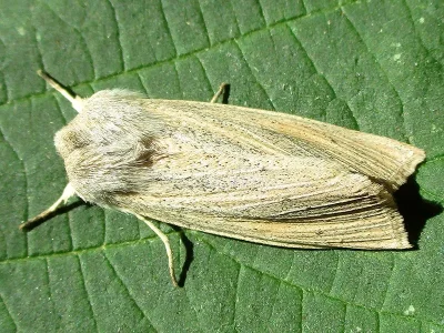 Rhizedra lutosa
