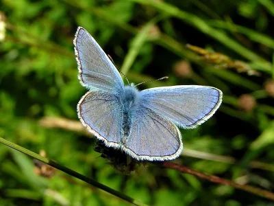 Polyommatus (Polyommatus) icarus
