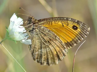 Arethusana arethusa