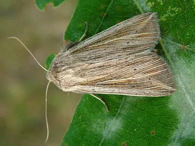 Mythimna (Anapoma) riparia