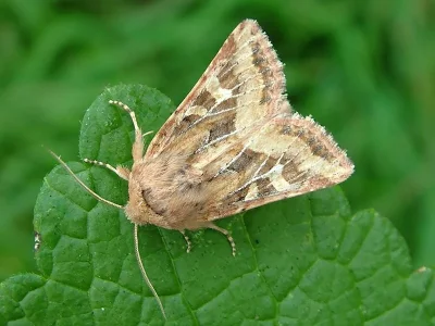 Luperina dumerilii