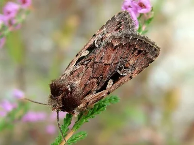 Xestia (Xestia) agathina