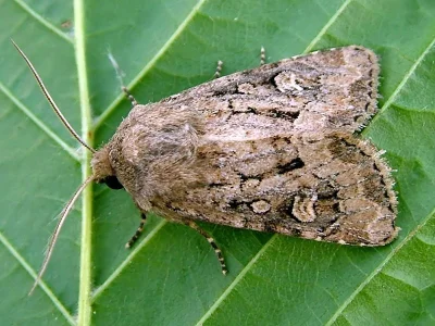 Luperina testacea