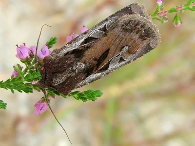 Euxoa (Euxoa) vitta