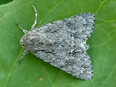 Acronicta (Acronicta) aceris