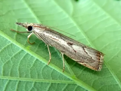 Agriphila geniculea