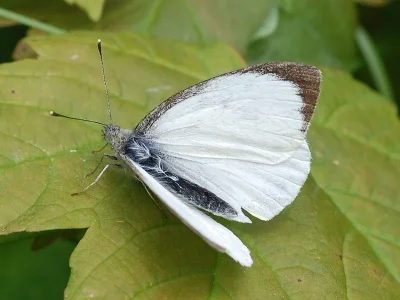 Pieris (Pieris) brassicae