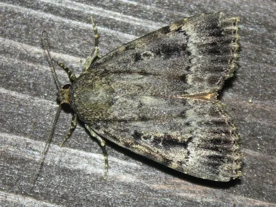 Amphipyra (Amphipyra) pyramidea