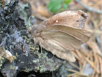 Dendrolimus pini