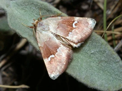 Haemerosia renalis