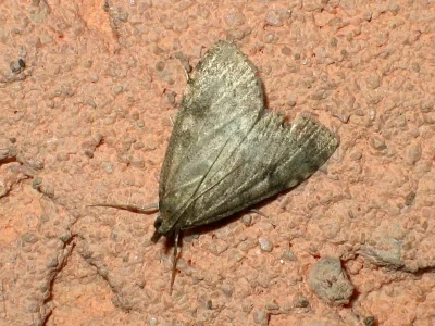 Udea prunalis