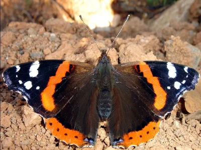 Vanessa atalanta