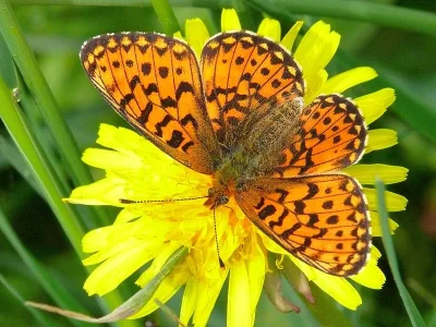 Boloria (Clossiana) euphrosyne
