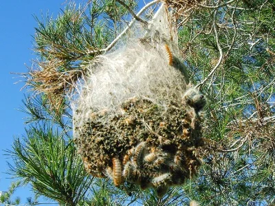 Thaumetopoea pityocampa