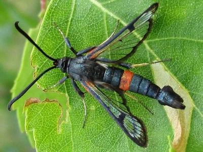 Synanthedon culiciformis