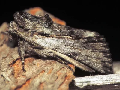 Calophasia almoravida