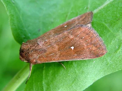 Mythimna (Hyphilare) albipuncta
