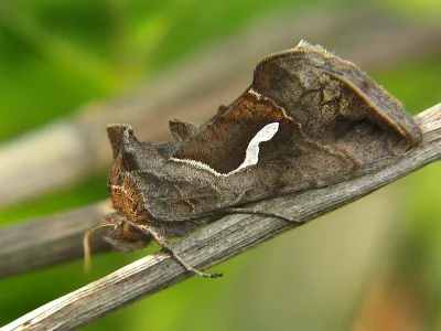 Macdunnoughia (Macdunnoughia) confusa