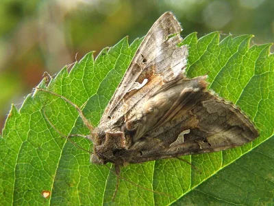 Autographa gamma