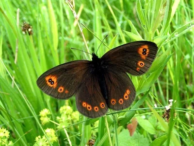 Erebia medusa