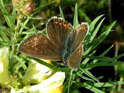 Polyommatus (Polyommatus) icarus