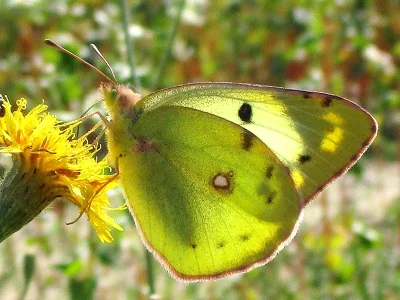 Colias hyale