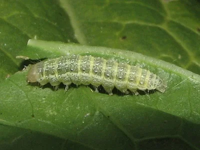 Evergestis forficalis