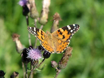 Vanessa cardui
