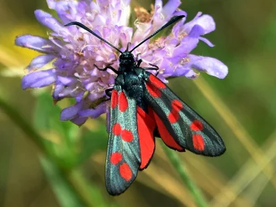 Zygaena (Zygaena) filipendulae