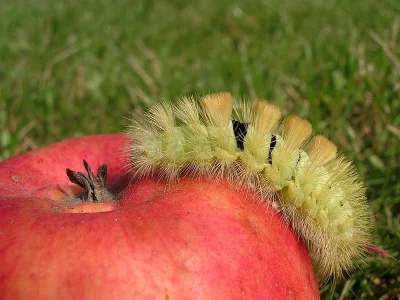 Calliteara pudibunda