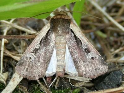Ochropleura plecta