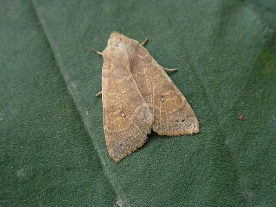 Xanthia (Cirrhia) ocellaris