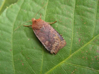 Conistra (Conistra) vaccinii