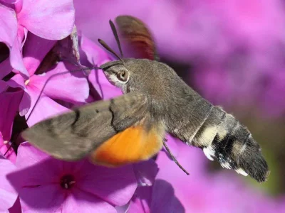 Macroglossum stellatarum