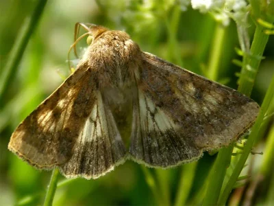 Helicoverpa armigera