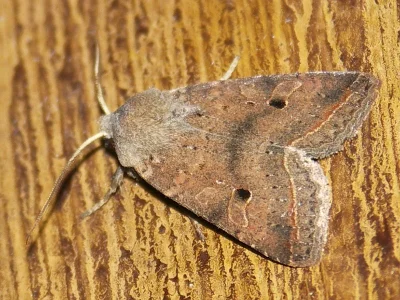 Agrochola (Leptologia) macilenta