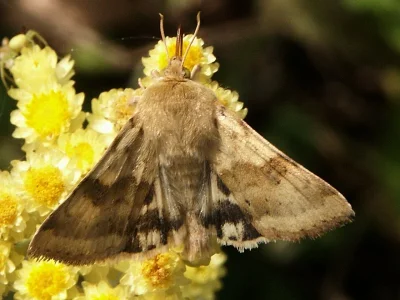 Heliothis (Heliothis) viriplaca