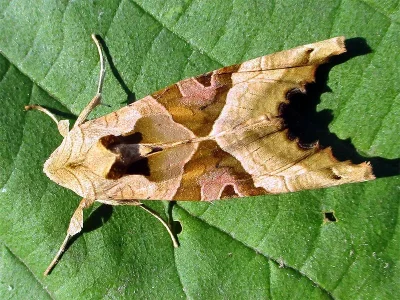 Phlogophora meticulosa