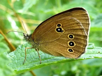 Aphantopus hyperantus