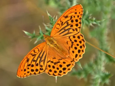 Argynnis (Argynnis) paphia