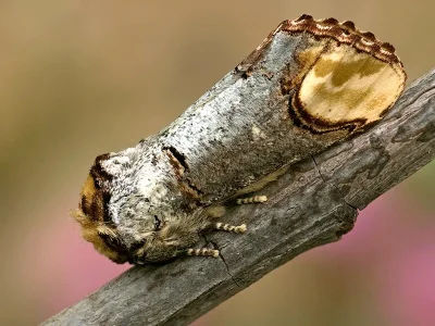 Phalera bucephala