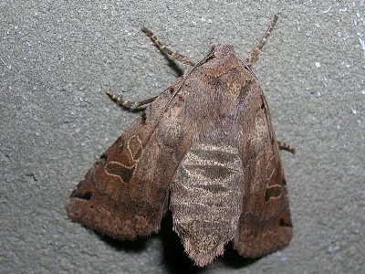 Agrochola (Anchoscelis) litura