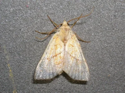 Tiliacea citrago
