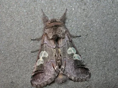 Diloba caeruleocephala
