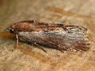Galleria mellonella