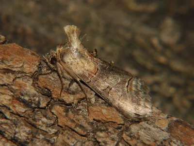 Abrostola triplasia