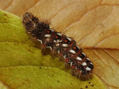 Acronicta (Viminia) rumicis